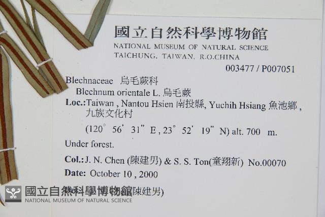 烏毛蕨藏品圖，第2張