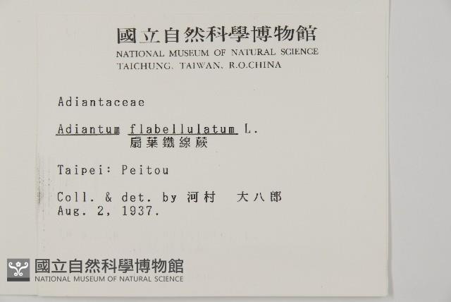 扇葉鐵線蕨藏品圖，第2張