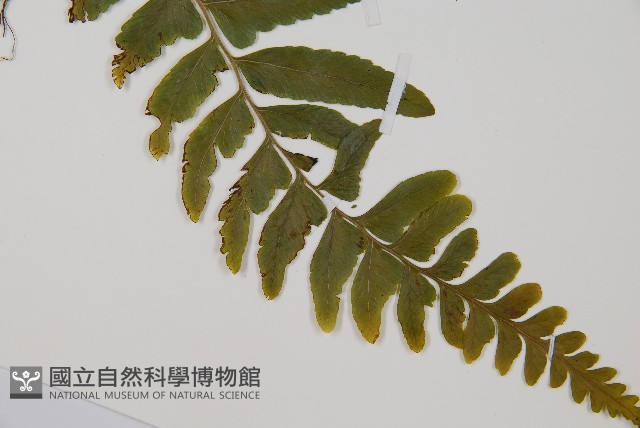臺北鱗蓋蕨藏品圖，第3張
