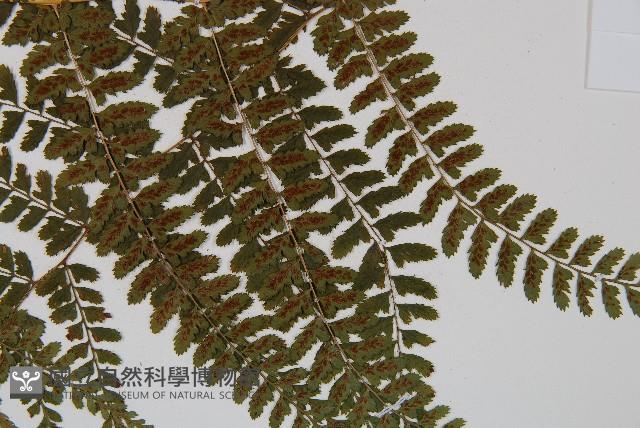 姬蹄蓋蕨藏品圖，第6張