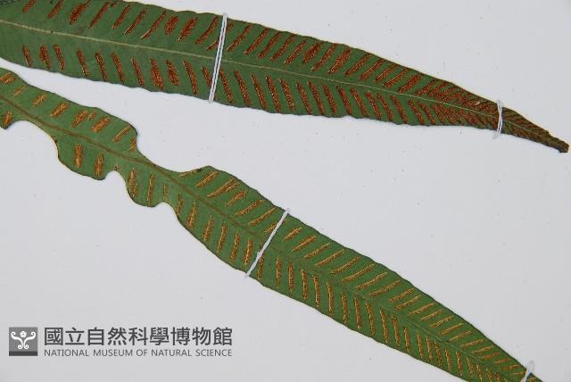 單葉雙蓋蕨藏品圖，第3張