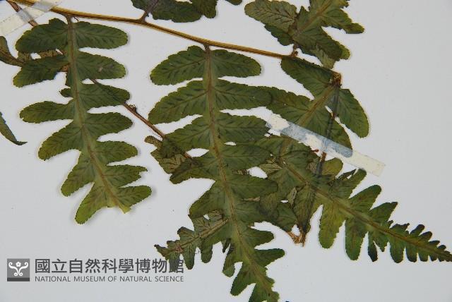 擬德氏雙蓋蕨藏品圖，第3張