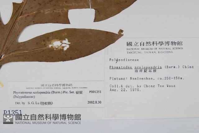 海岸擬茀蕨、海岸星蕨藏品圖，第2張