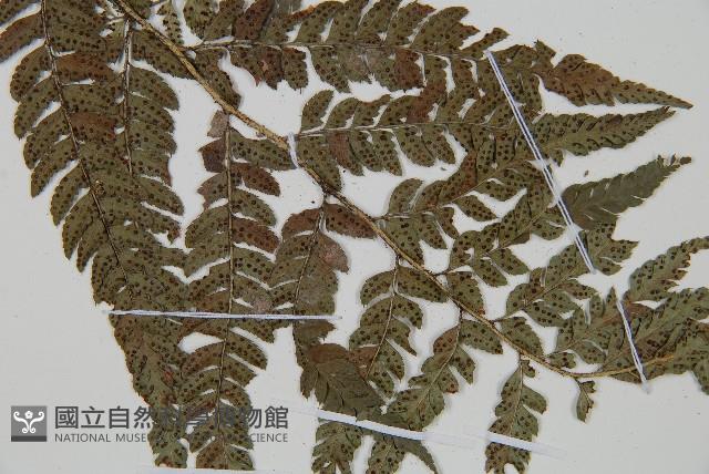 中華複葉耳蕨藏品圖，第3張