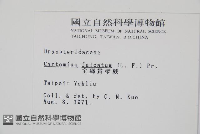 全緣貫眾蕨藏品圖，第2張