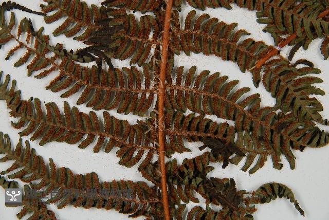 南洋桫欏藏品圖，第6張