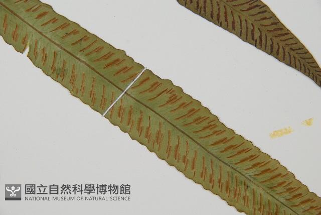 單葉雙蓋蕨藏品圖，第3張