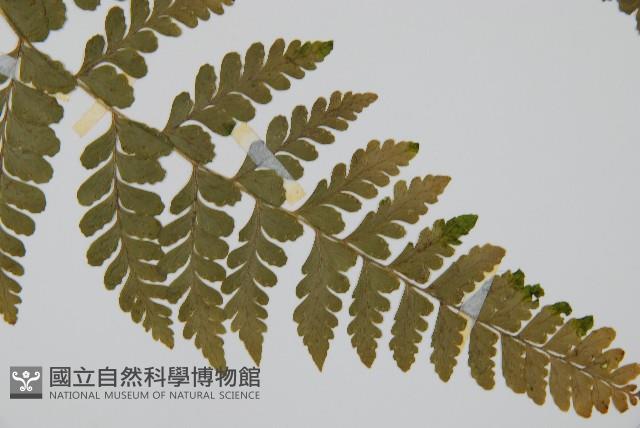 團羽鱗蓋蕨藏品圖，第3張