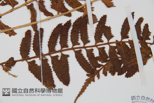 鈍齒鐵角蕨藏品圖，第3張