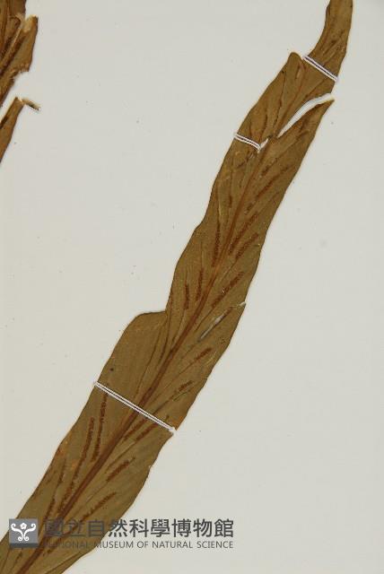 劍葉鐵角蕨、箭葉鐵角蕨藏品圖，第3張