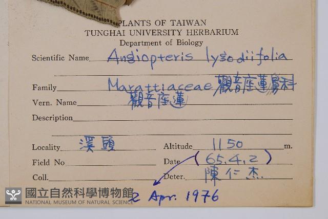 觀音座蓮藏品圖，第2張