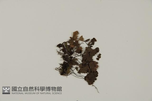 蘭嶼鐵線蕨藏品圖，第3張