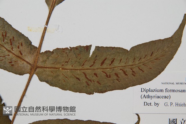 網脈雙蓋蕨藏品圖，第3張