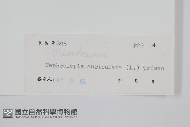 腎蕨藏品圖，第2張