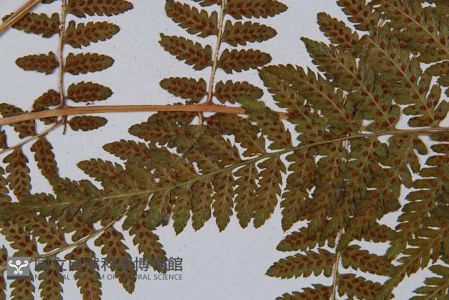 毛翼蹄蓋蕨藏品圖，第6張