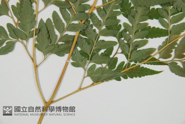 闊葉骨碎補藏品圖，第3張