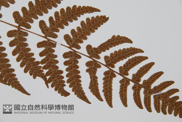 貞蕨藏品圖，第6張