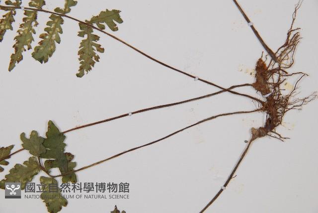 東洋蹄蓋蕨藏品圖，第3張