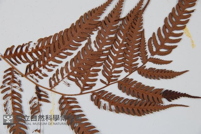 臺灣桫欏藏品圖，第3張