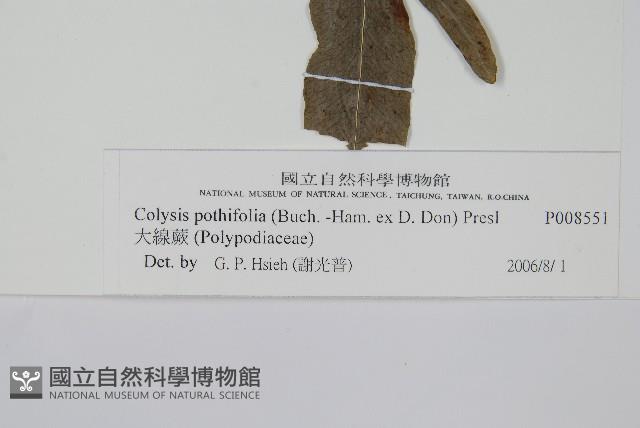 大線蕨藏品圖，第2張