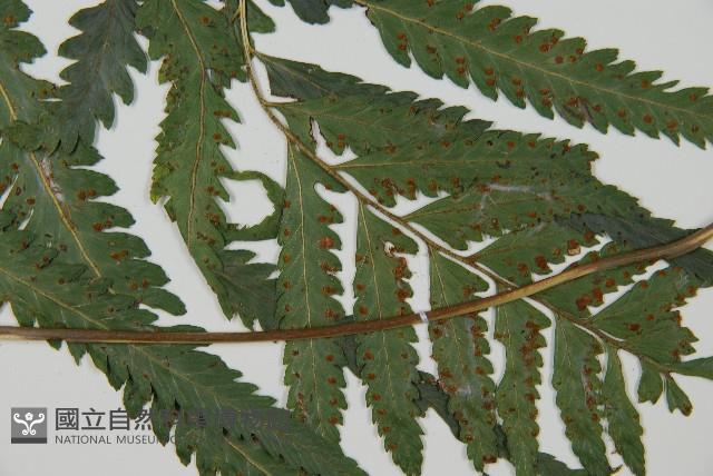 光葉鱗蓋蕨藏品圖，第2張