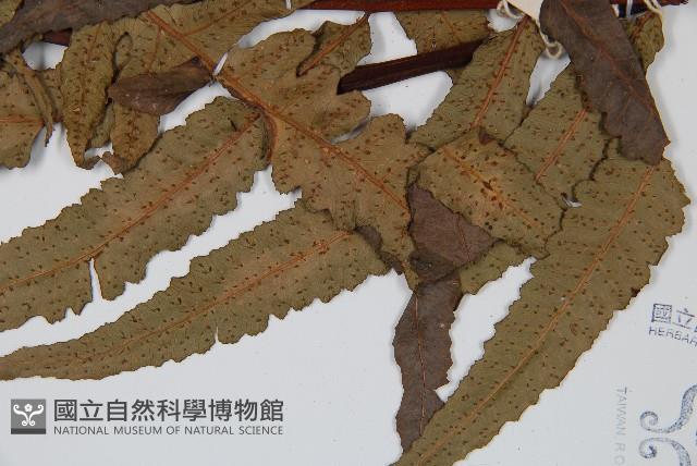 黑桫蕨藏品圖，第3張