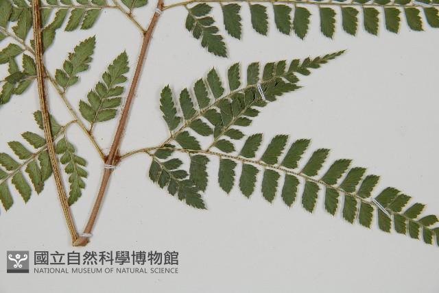 斜方複葉耳蕨藏品圖，第3張