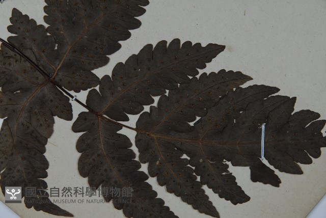 陰地三叉蕨藏品圖，第3張