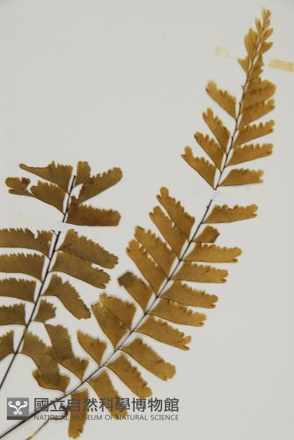 薄葉孔雀鐵角蕨、邊孢鐵角蕨藏品圖，第3張