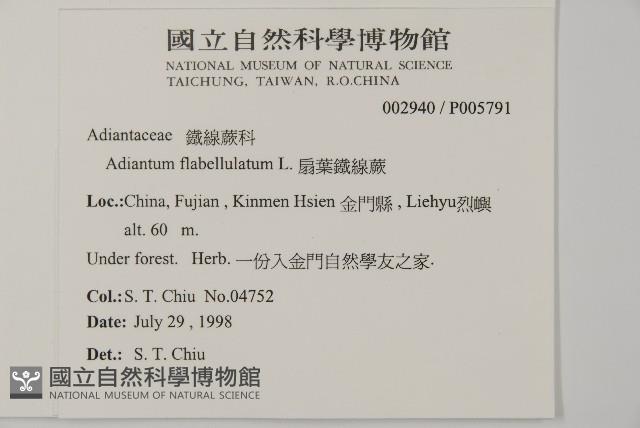 扇葉鐵線蕨藏品圖，第2張