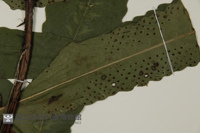 翅柄三叉蕨藏品圖，第3張