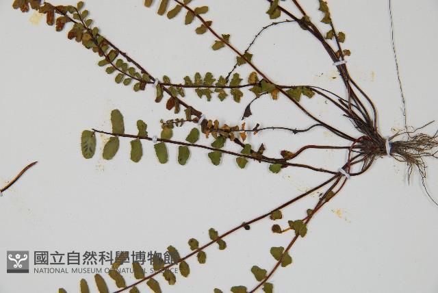 鐵角蕨藏品圖，第3張