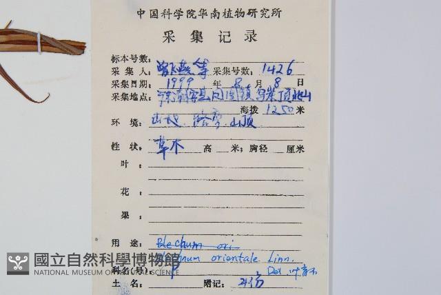 烏毛蕨藏品圖，第2張