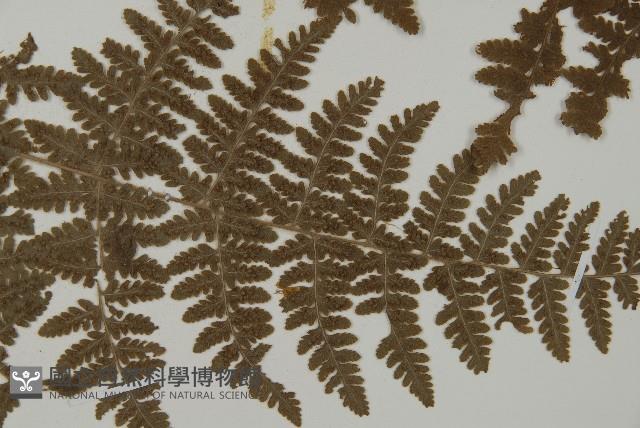 腫足蕨藏品圖，第3張