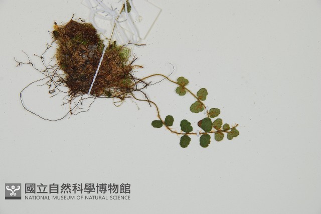 岡本氏岩蕨藏品圖，第3張