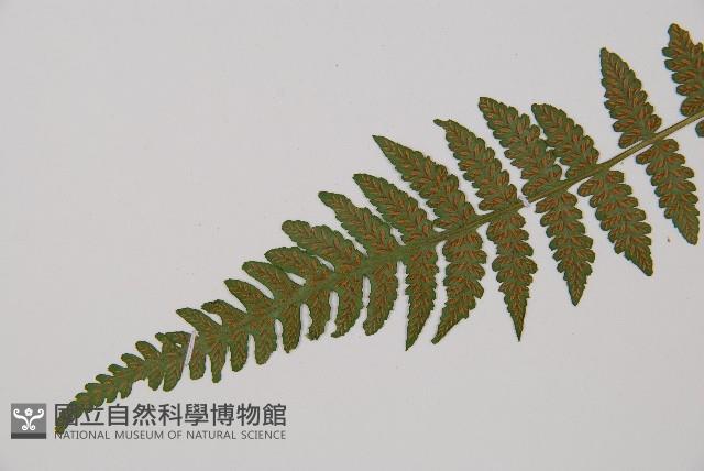 東洋蹄蓋蕨藏品圖，第3張