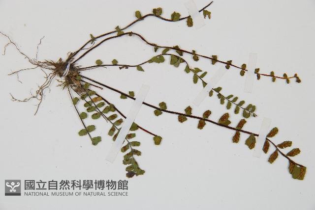 鐵角蕨藏品圖，第3張