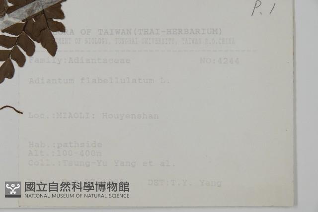 扇葉鐵線蕨藏品圖，第2張