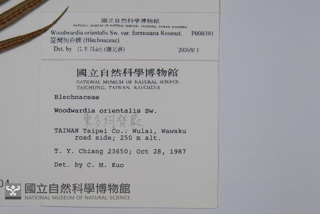 臺灣狗脊蕨藏品圖，第2張