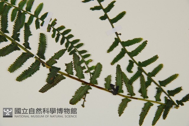岩穴蕨藏品圖，第3張