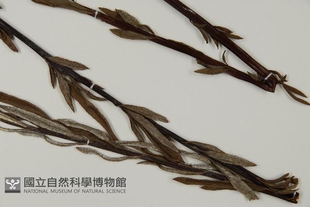 Accession Number:P008491 Collection Image, Figure 3, Total 5 Figures