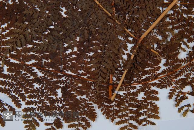 魚鱗蕨藏品圖，第3張