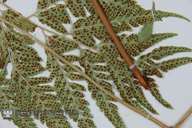 小葉複葉耳蕨藏品圖，第3張