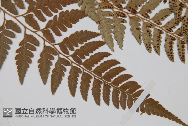 小葉複葉耳蕨藏品圖，第3張