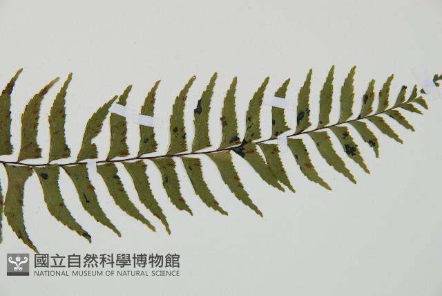單邊鐵角蕨藏品圖，第3張
