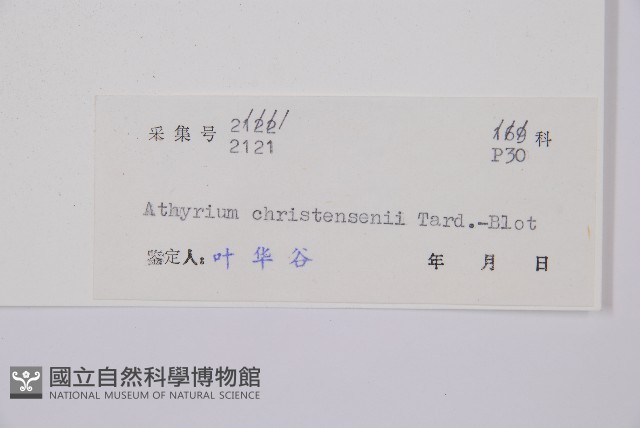 中越蹄蓋蕨藏品圖，第3張