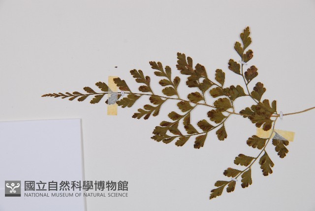寬葉冷蕨藏品圖，第3張