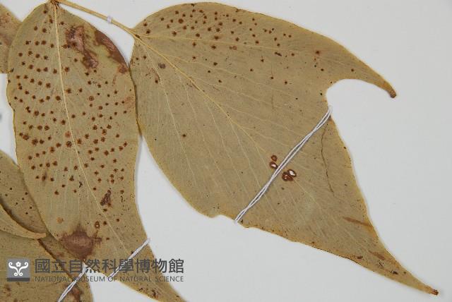 大葉貫眾蕨藏品圖，第3張