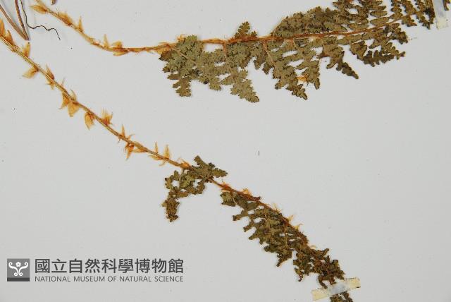 腺鱗毛蕨藏品圖，第2張