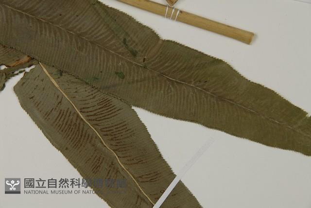 華鳳丫蕨藏品圖，第3張